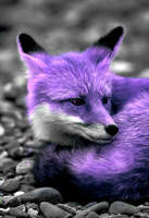 Midnightfoxkovu