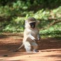 minimonkey_444_