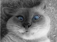 Dizzy Kitten