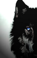 xxxDarkwolfxxx