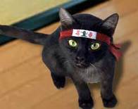 H-NinjaCat