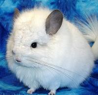 deathbychinchillas
