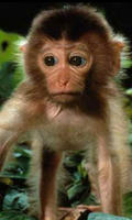 FuzzyMonkey44
