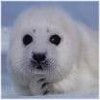 SignatureSealLover