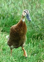 1Luckyduck1