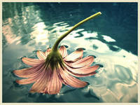 faeriedustgrl