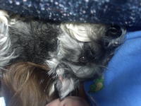 XxdivadogsxX