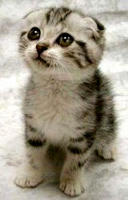 CritterFritter
