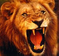 Hear-The-Roar