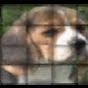 yourbeagle