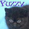 Fuzzyinboots