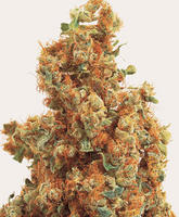 THC666