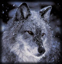 SilverWolfe