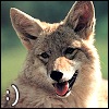 Ferine coyote