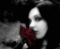 Aprilsdarkrose