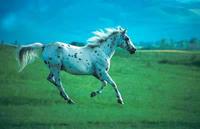 WiseHorse