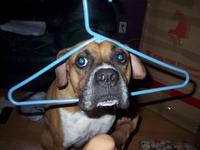 Mookattacks