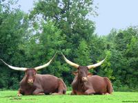 zbull6