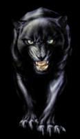 Black Jaguars