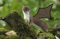 Flyingweasel123