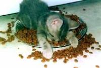 Talia6059
