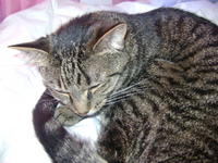 nicolask