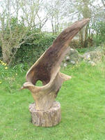 Oakbird
