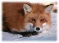 Ash Fox