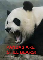 PandaCub