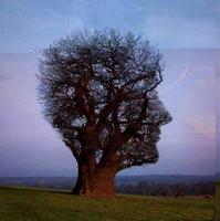 AbsentAutumn