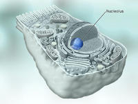 NucleolusEgoist