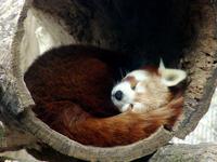 longhurr