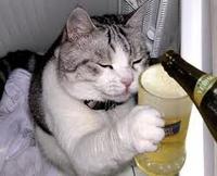 PaRTyKiTTy