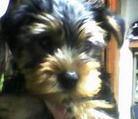 nnello