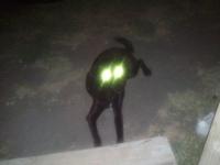 cb_bug_bub