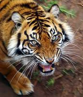 tiger3158