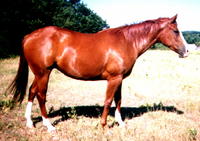 HorseGoesNeigh