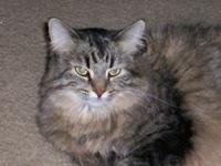 KittyMew