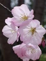 sakuradaisy
