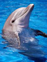 Dolphin09