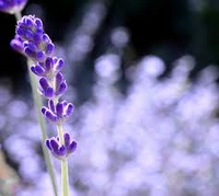 whispersoflavender