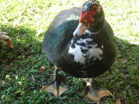 jocho