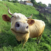 Floppycow