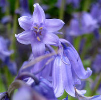 bluebellspring