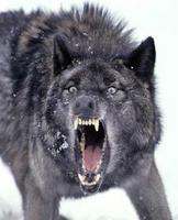 Wolflover17