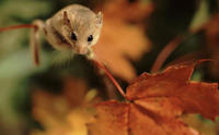 Dormouse's Avatar