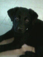 Sylvester.24