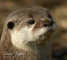 miniotter94