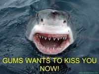 HELP_SHARK