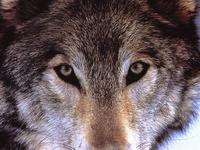 the wolf